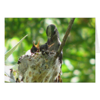 Hummingvögel