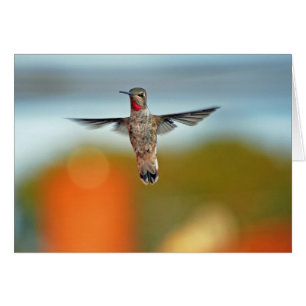 Hummingvogel