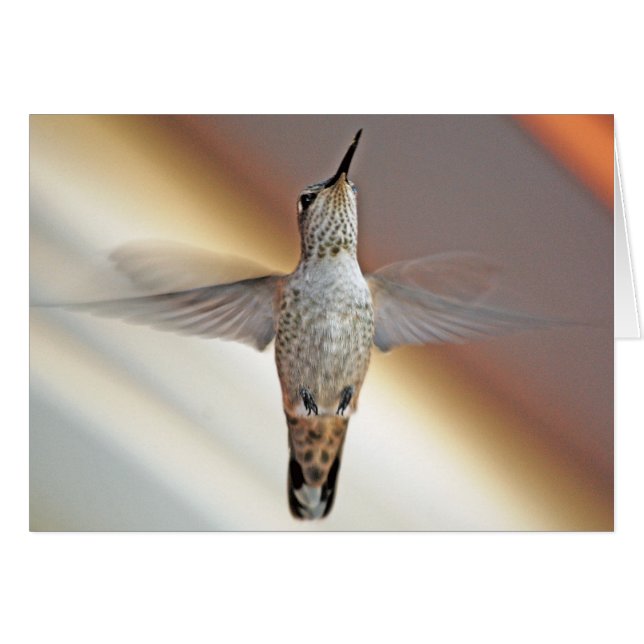 Hummingvogel (Vorderseite (Horizontal))