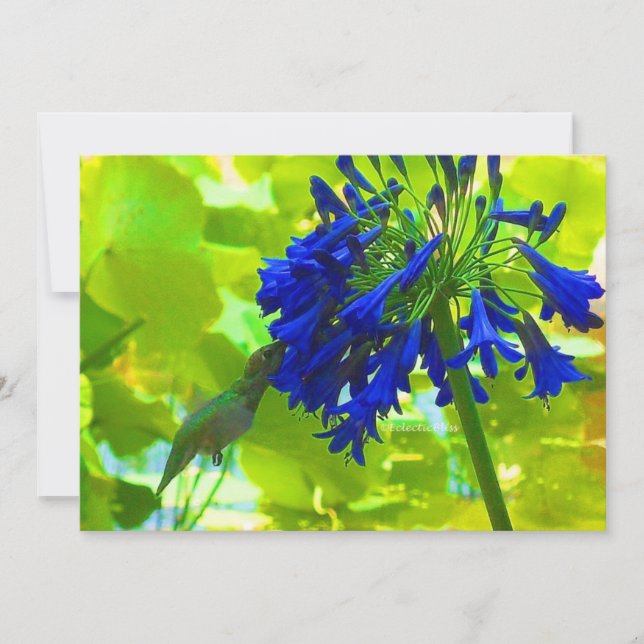 Hummingvogel (Vorderseite)