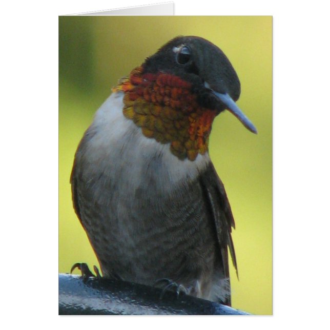 Hummingvogel (Vorne)