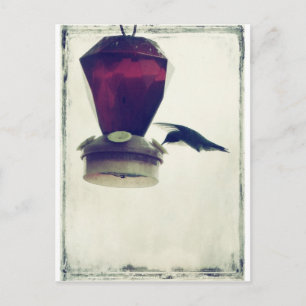 Hummingvogel 2 postkarte