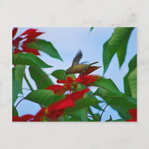Hummingvogel auf Flug Postkarte
