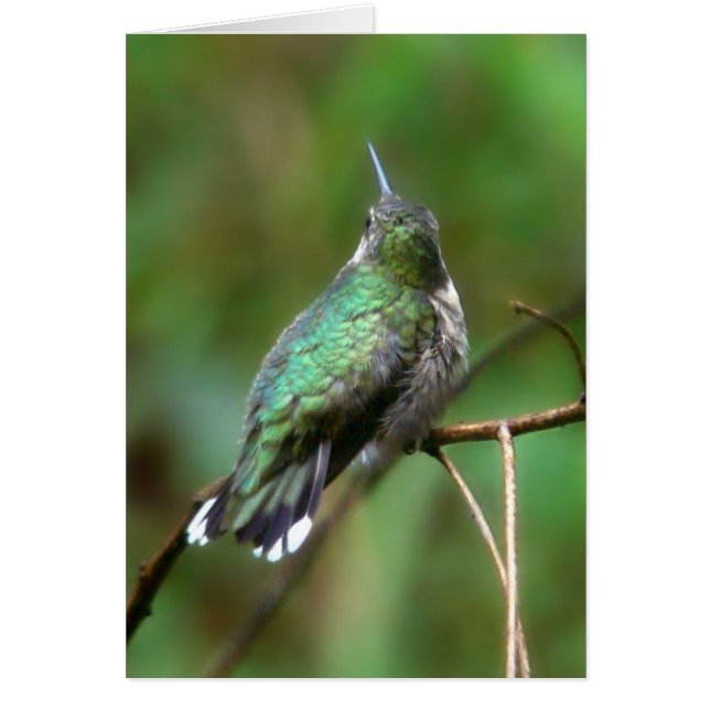 Hummingvogel aus dem Sommer (Vorne)