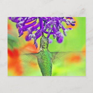 Hummingvogel, direkt nach oben postkarte