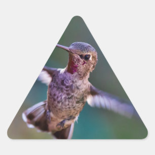 Hummingvogel Dreieckiger Aufkleber