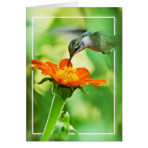 Hummingvogel: Fliegen