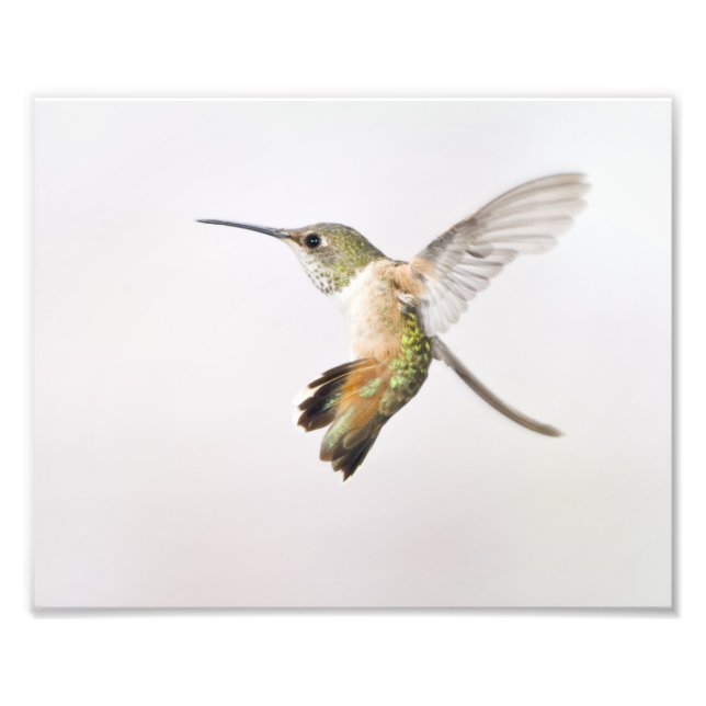Hummingvogel Fotodruck (Vorne)