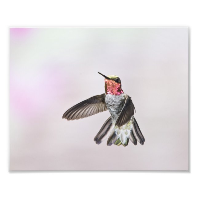 Hummingvogel Fotodruck (Vorne)