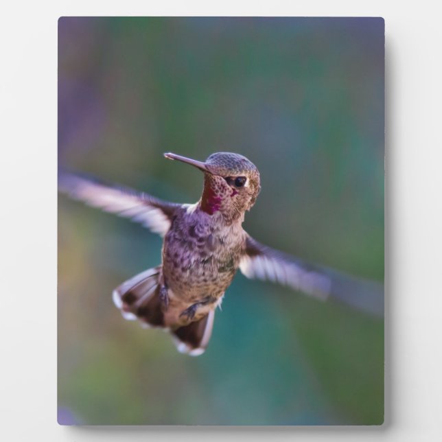Hummingvogel Fotoplatte (Vorderseite)