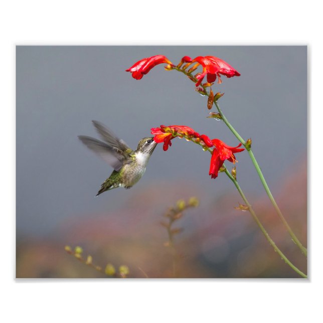 Hummingvogel Fütternd bei Crocosmia Fotodruck (Vorne)