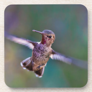 Hummingvogel Getränkeuntersetzer