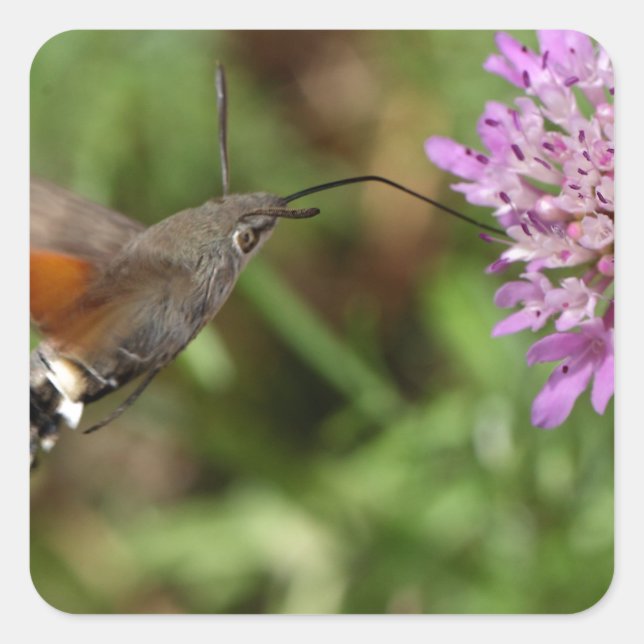 Hummingvogel-Hakenmotte (Macroglossum stellatarum) Quadratischer Aufkleber (Vorderseite)