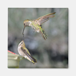 Hummingvögel im Feeder-Flug-Magnet Magnet