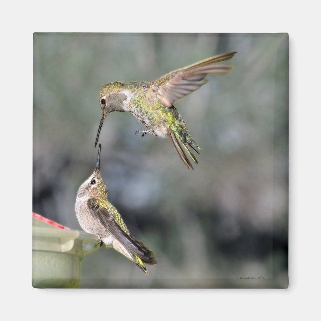 Hummingvögel im Feeder-Flug-Magnet Magnet (Vorne)