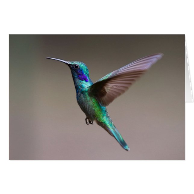 Hummingvogel im Flug (Vorderseite (Horizontal))