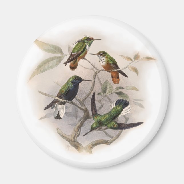 Hummingvögel im Flug Magnet (Vorne)