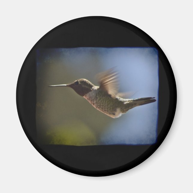 Hummingvogel im Flug Magnet (Vorne)
