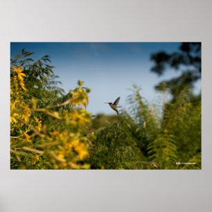 Hummingvogel im Flug Poster