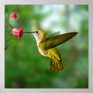 Hummingvogel im Flug Poster