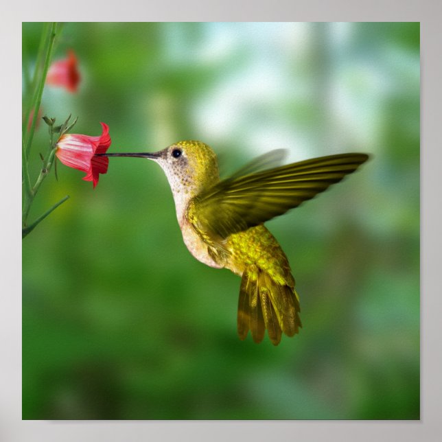 Hummingvogel im Flug Poster (Vorne)