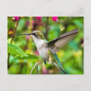 Hummingvogel im Flug Postkarte