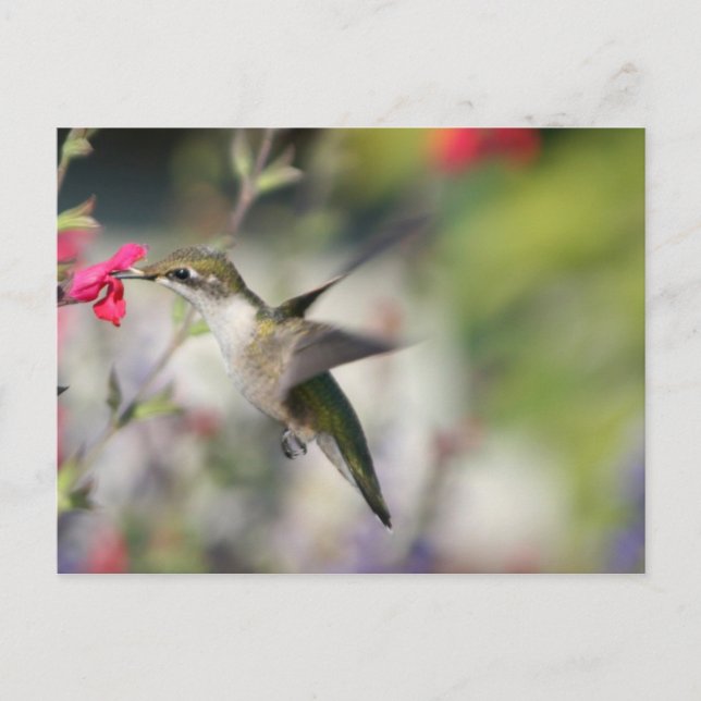 Hummingvogel im Flug Postkarte (Vorderseite)