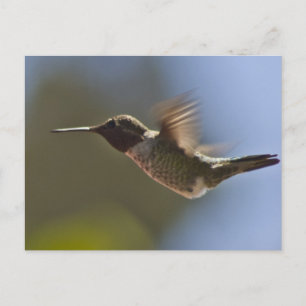 Hummingvogel im Flug Postkarte