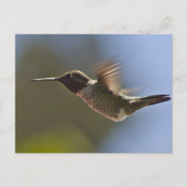 Hummingvogel im Flug Postkarte