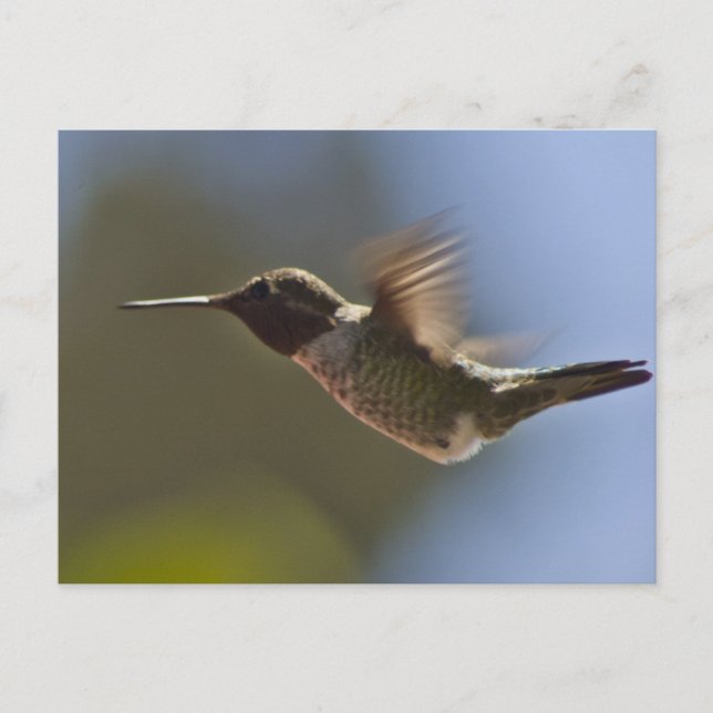Hummingvogel im Flug Postkarte (Vorderseite)
