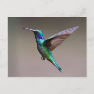 Hummingvogel im Flug Postkarte