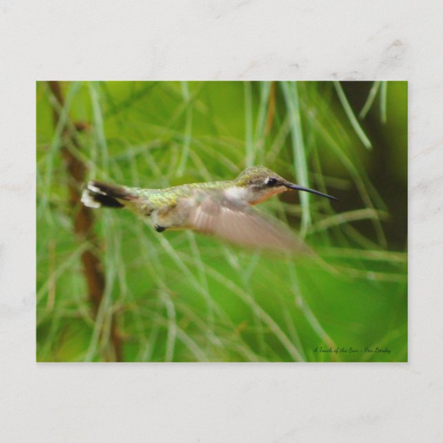 Hummingvogel im Flug Postkarte (Vorderseite)