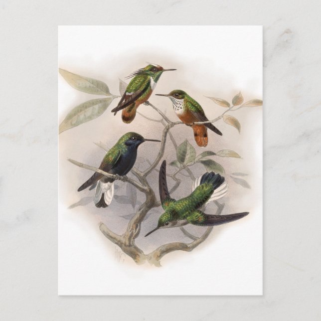 Hummingvögel im Flug Postkarte (Vorderseite)