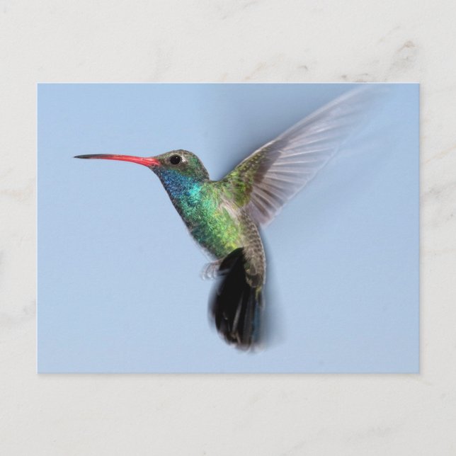 Hummingvogel im Flug Postkarte (Vorderseite)