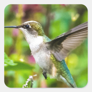 Hummingvogel im Flug Quadratischer Aufkleber