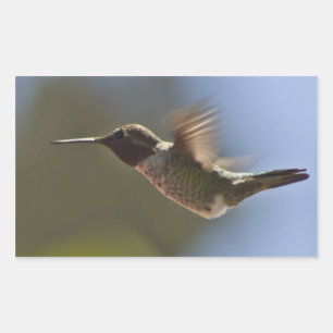 Hummingvogel im Flug Rechteckiger Aufkleber