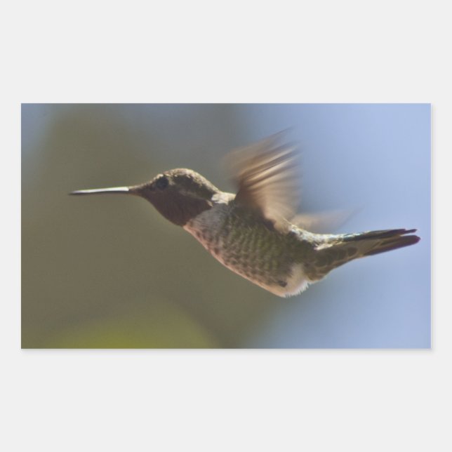 Hummingvogel im Flug Rechteckiger Aufkleber (Vorderseite)