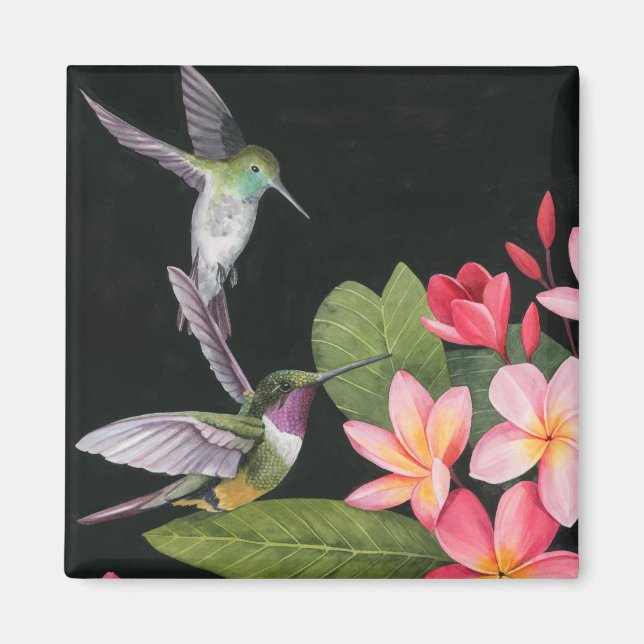 Hummingvögel in der Plumeria Magnet (Vorne)