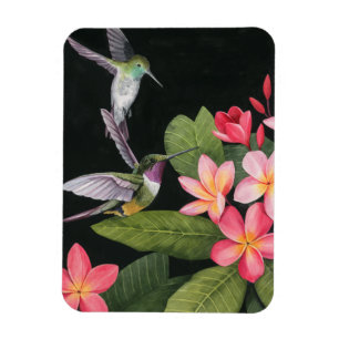Hummingvögel in der Plumeria Magnet