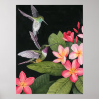 Hummingvögel in der Plumeria