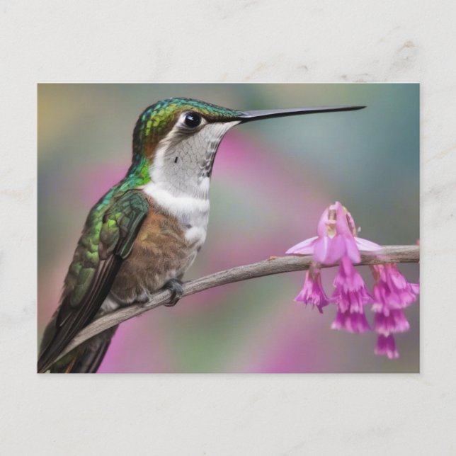 Hummingvogel in Weißohr bei Erholung Postkarte (Vorderseite)