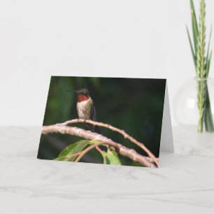 Hummingvogel Karte