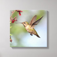 Hummingvogel