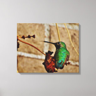 Hummingvogel Leinwanddruck