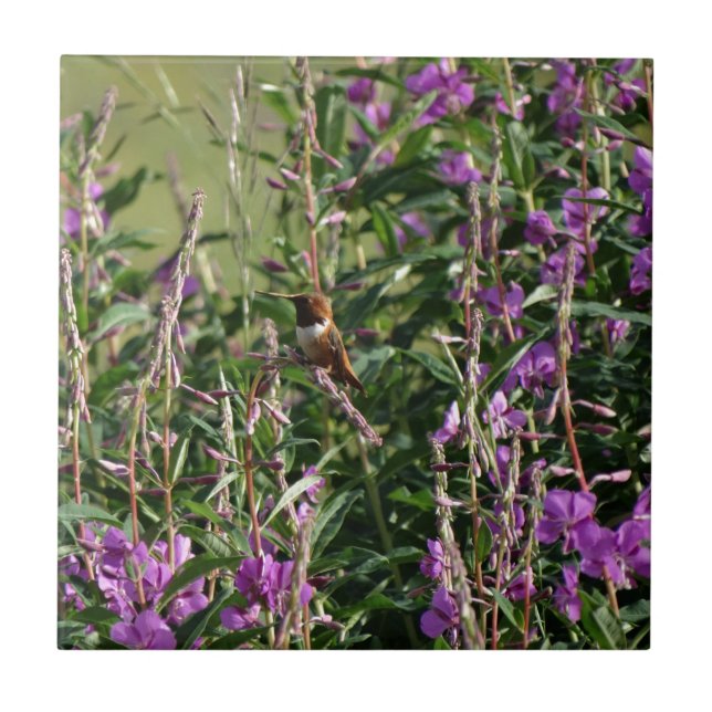 Hummingvogel Lila Fliese (Vorderseite)