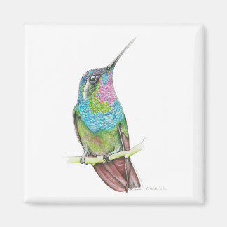 Hummingvogel Magnet
