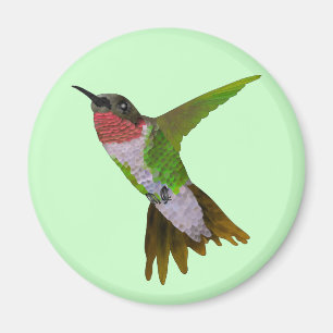 Hummingvogel Magnet