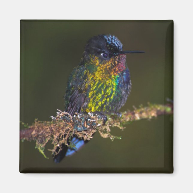 Hummingvogel Magnet (Vorne)