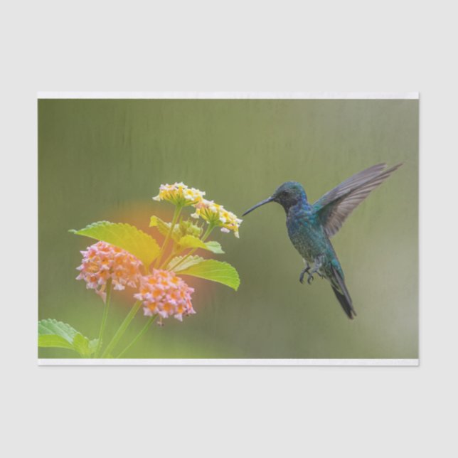 Hummingvogel mit Blume-Gewebe Seidenpapier (Vorderseite)