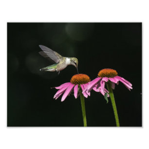 Hummingvogel mit Gärtnerblume Fotodruck
